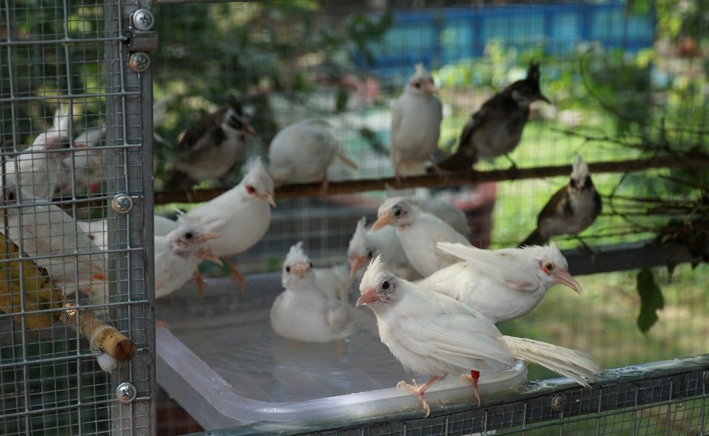 Về quê nuôi chim đột biến 9X đút túi hàng tỷ đồng mỗi năm
